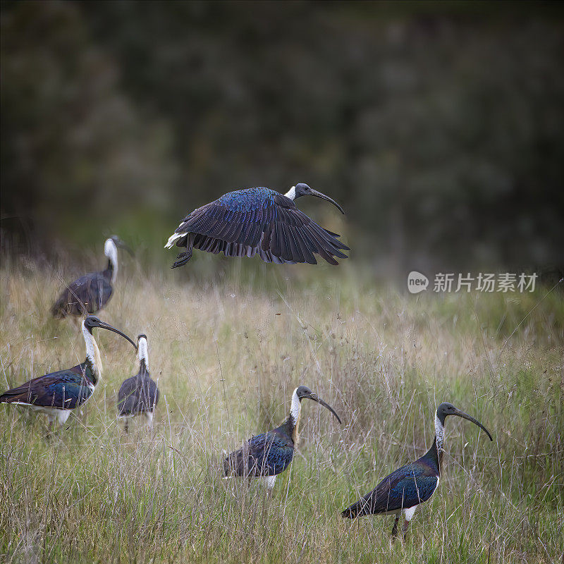 草颈朱鹭(Threskiornis spinicollis)